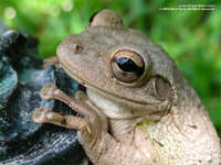 frog wallpaper