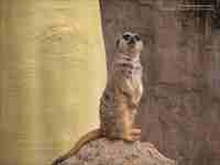 meerkat wallpaper