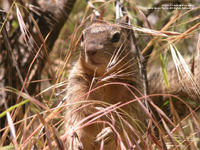 squirrel wallpaper