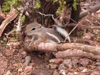 squirrel wallpaper