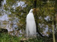 egret wallpaper