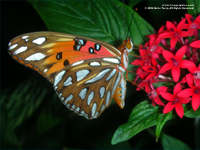 butterfly wallpaper