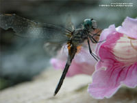 dragonfly wallpaper